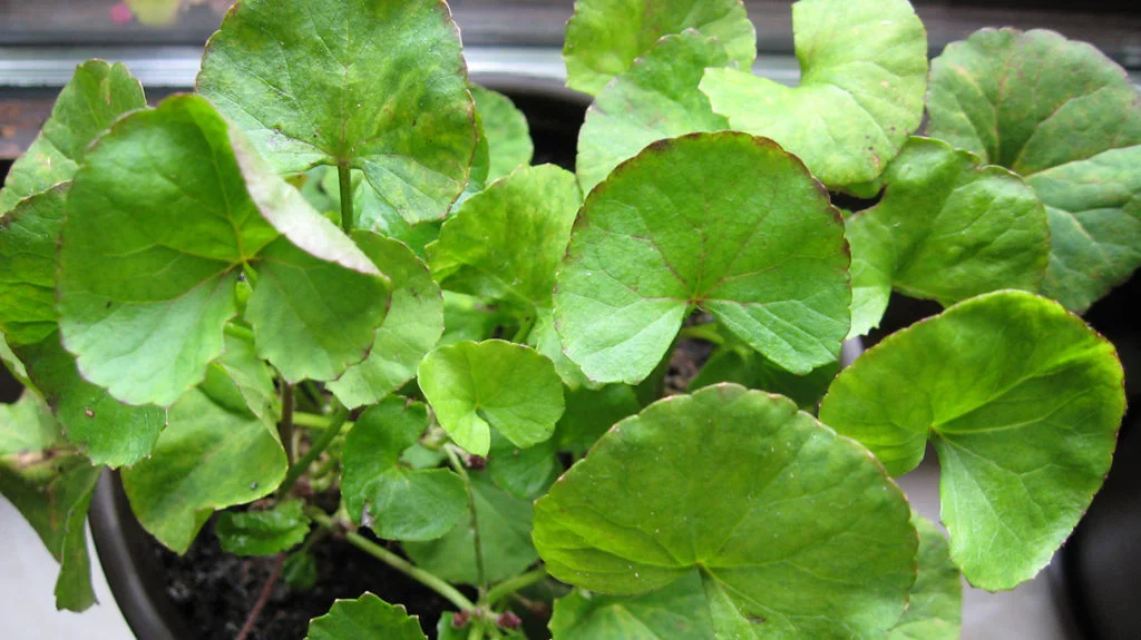 Gotu Kola