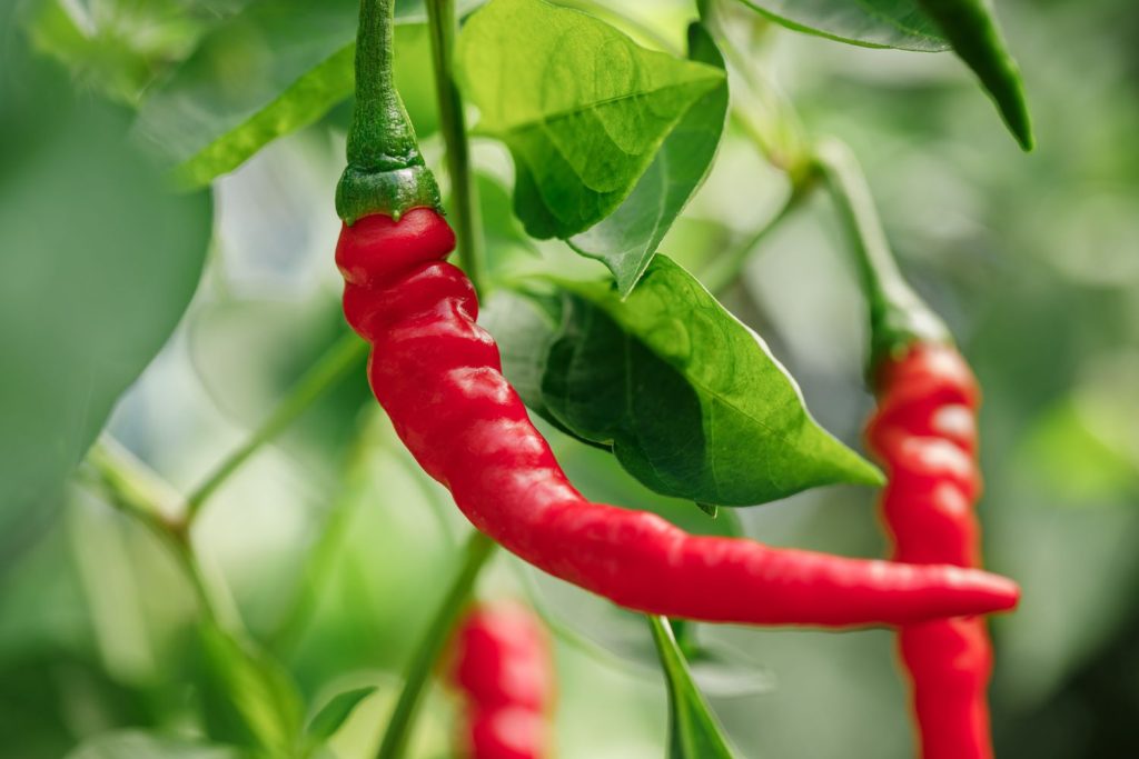 Cayenne
