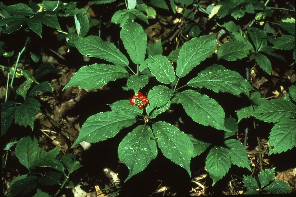 American Ginseng