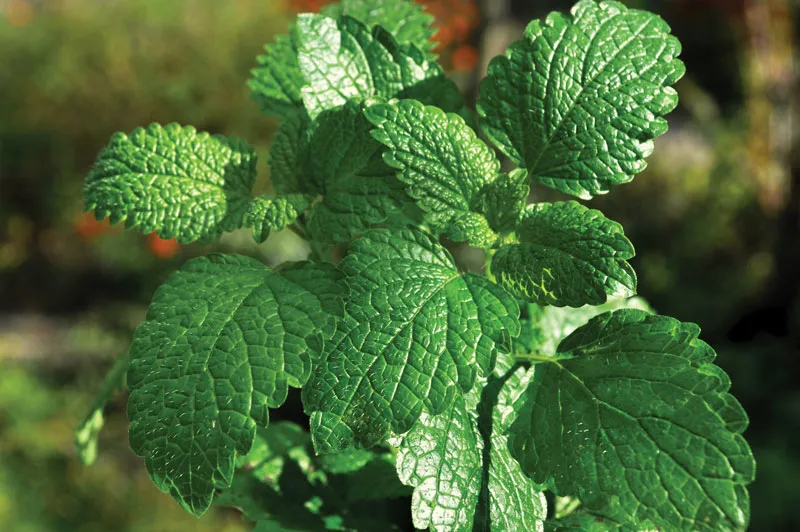 Peppermint
