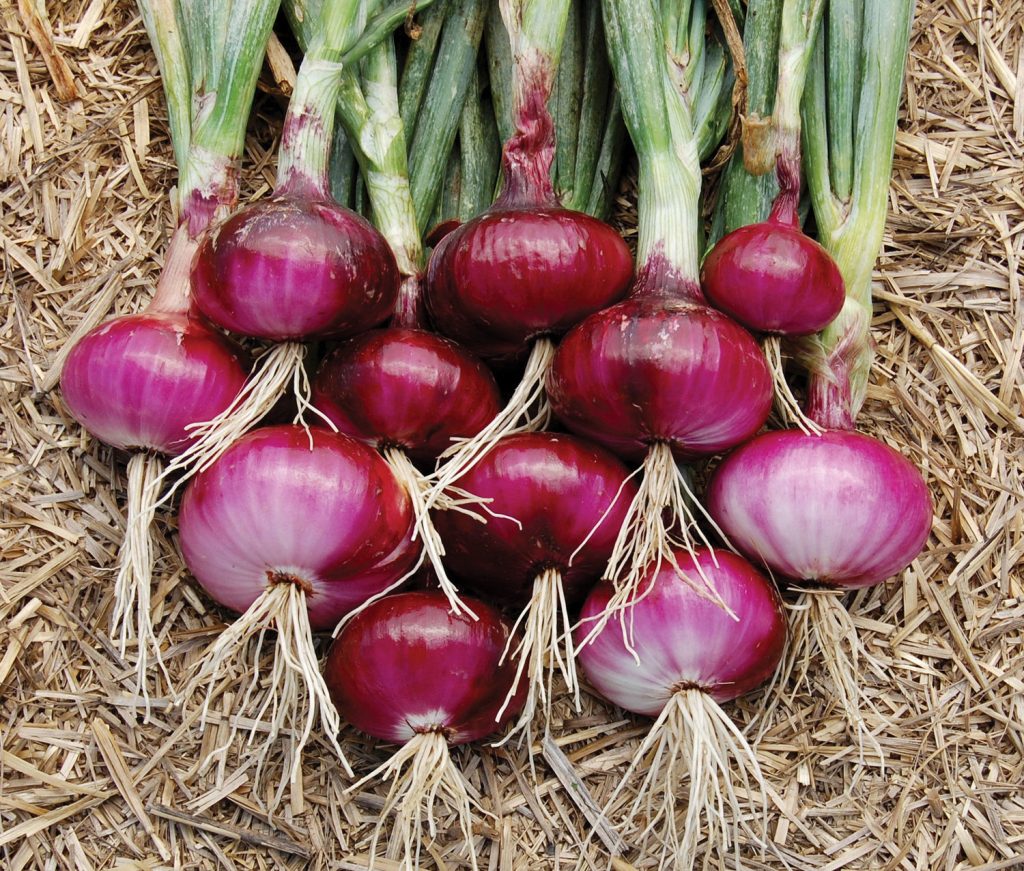 Onion Bulb