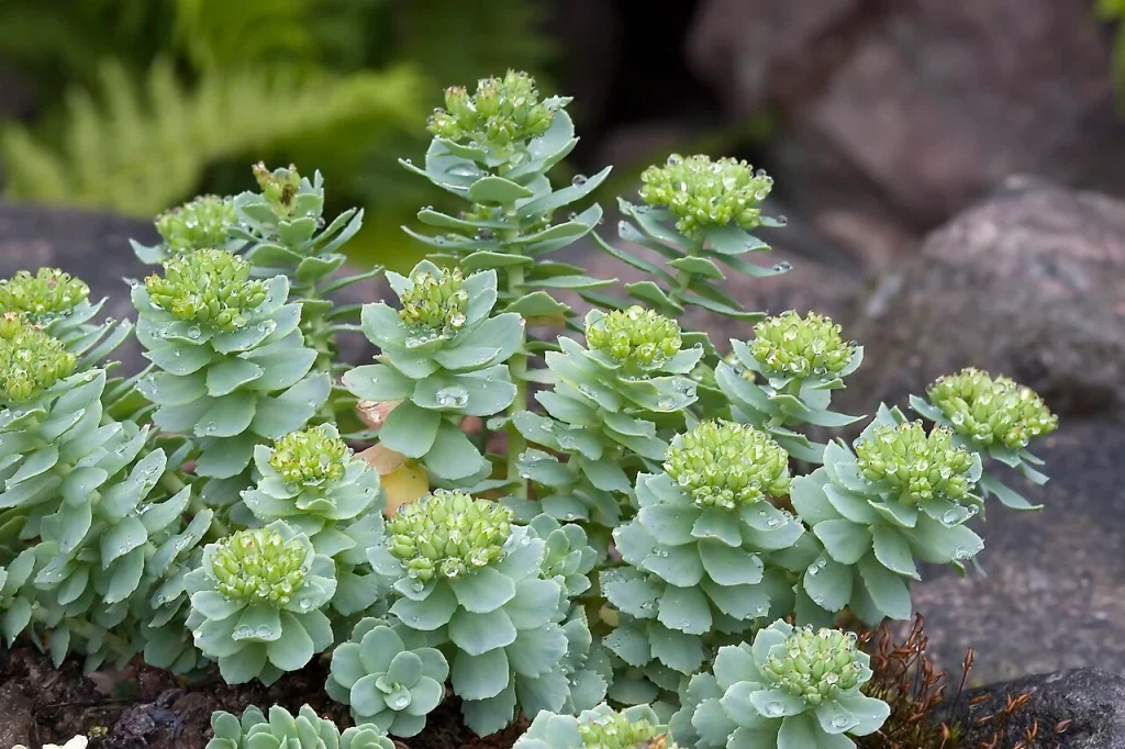 Rhodiola rosea