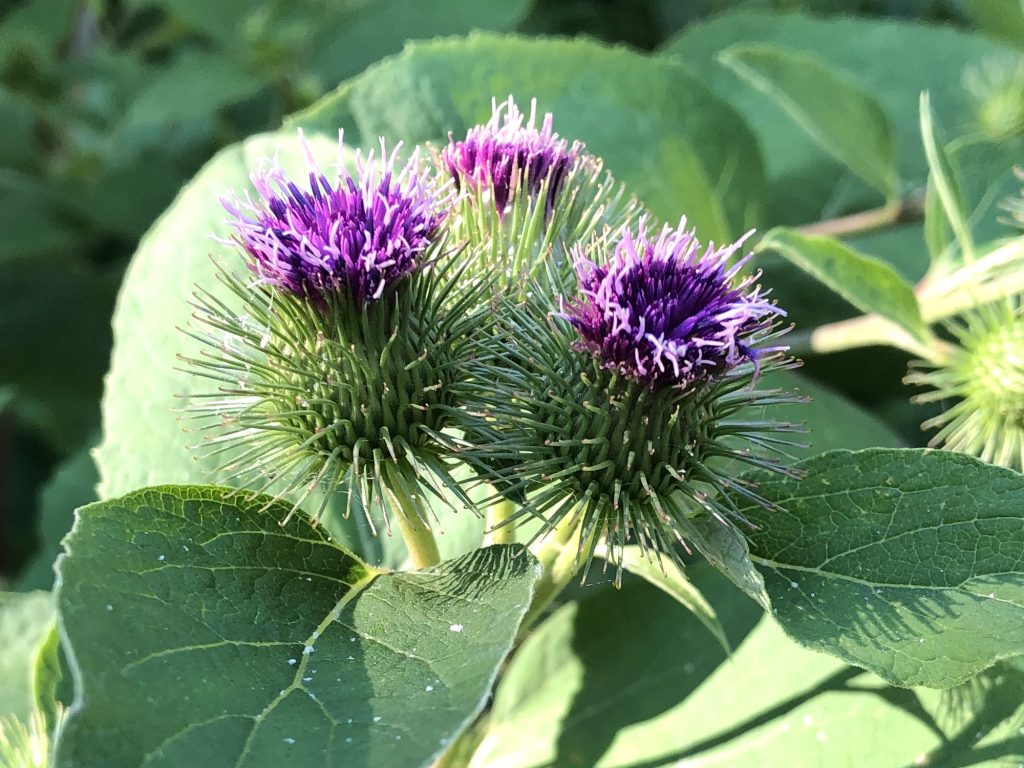 burdock