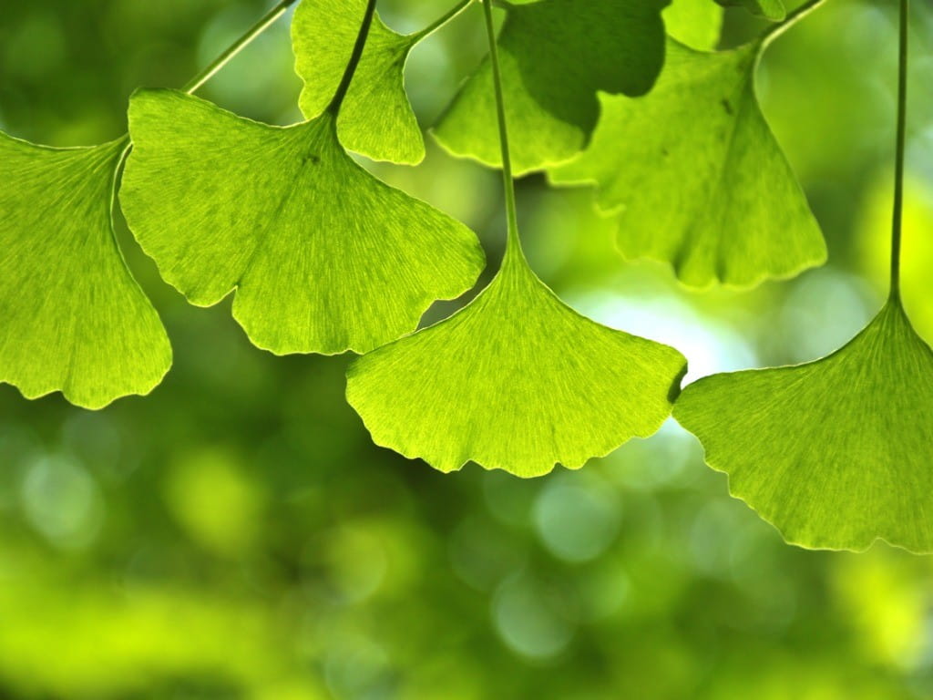 Ginko biloba