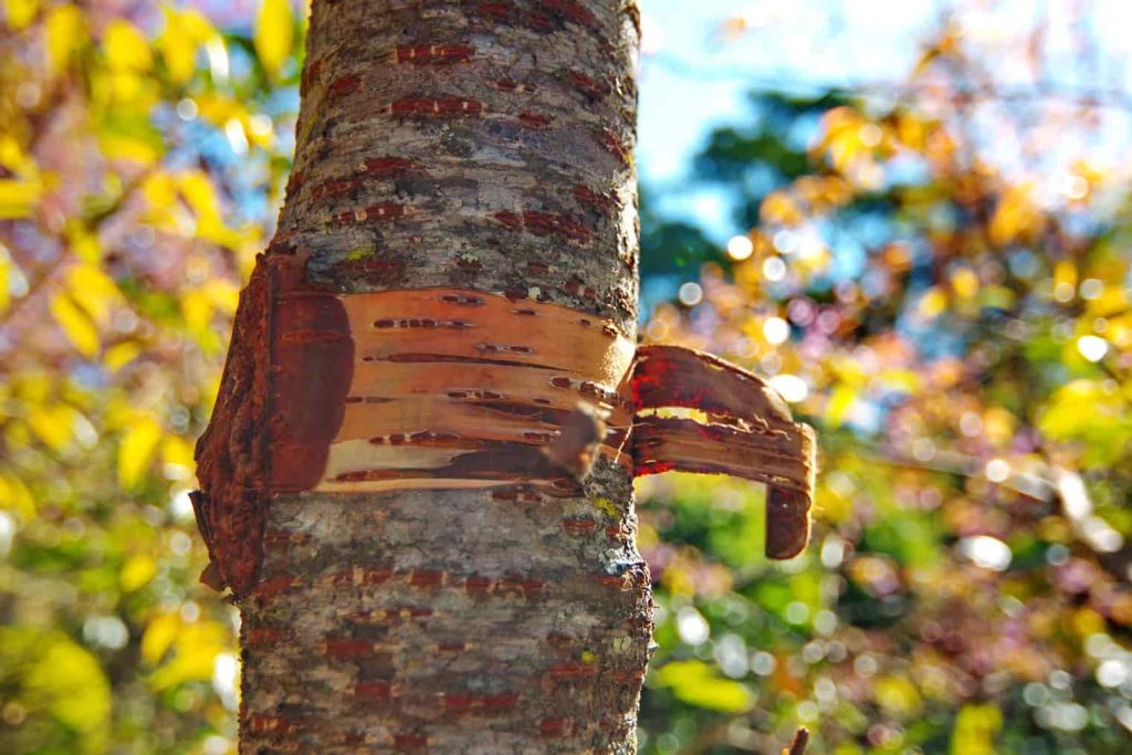 wild cherry bark