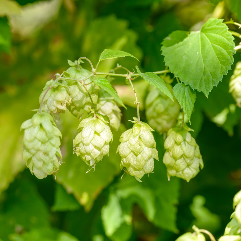 hops