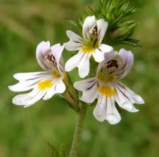 eyebright