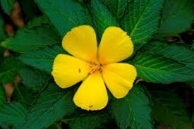 Damiana