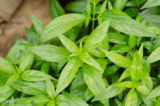 Andrographis