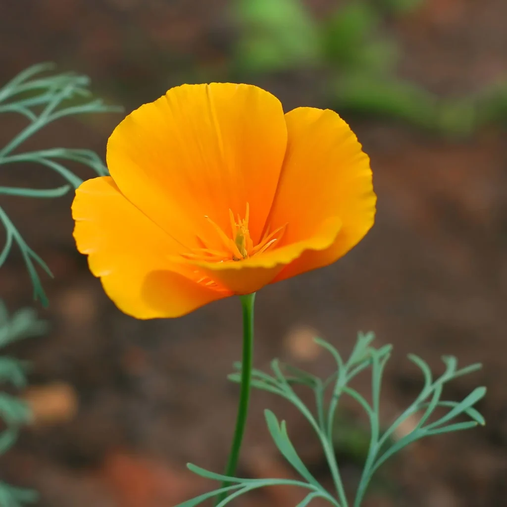 california poppy