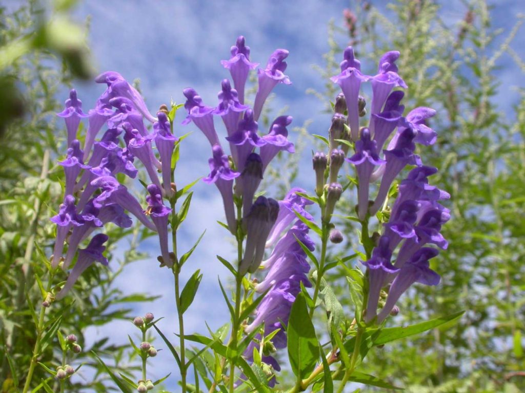 Skullcap Herb