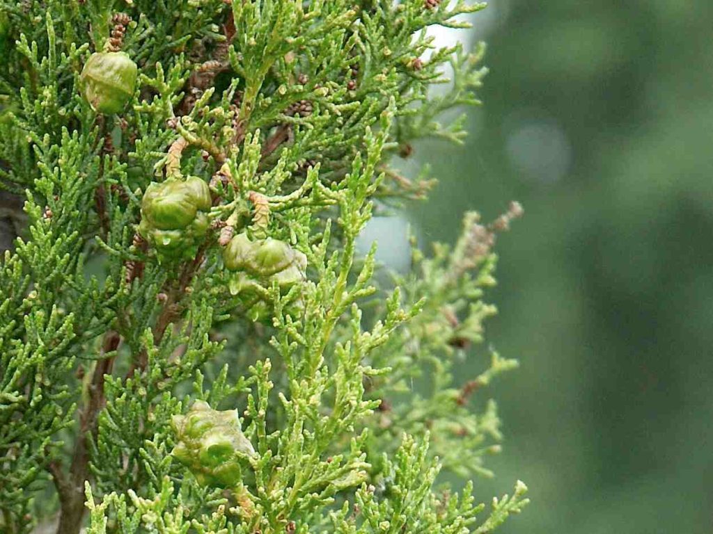 Cypress-Essential-Oil