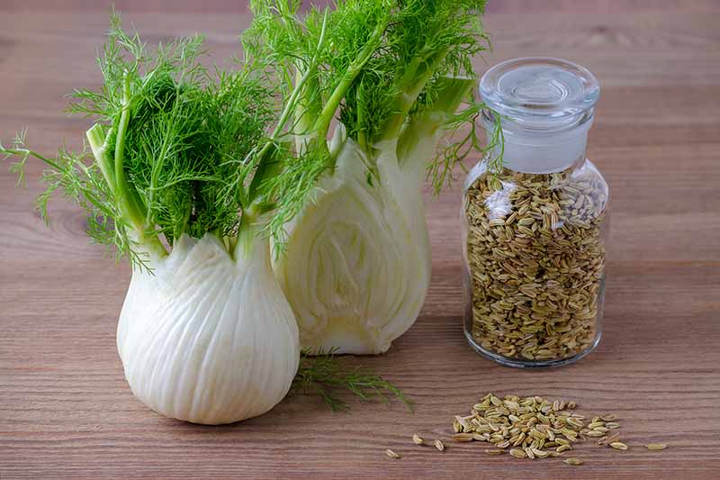 Fennel