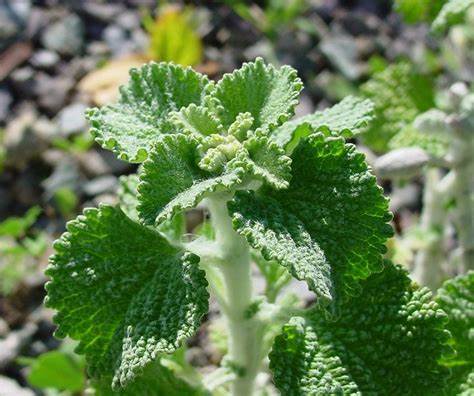 Horehound