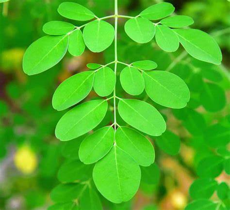 Moringa Leaf