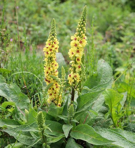 Mullein
