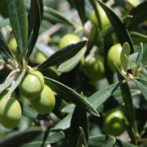 Olive leaf
