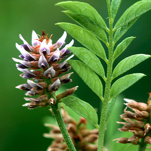 licorice-root