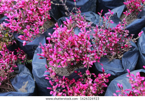 lobelia