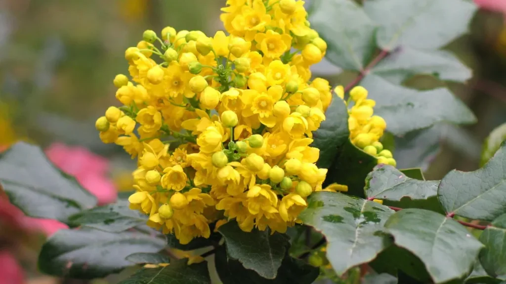 oregon grape 2