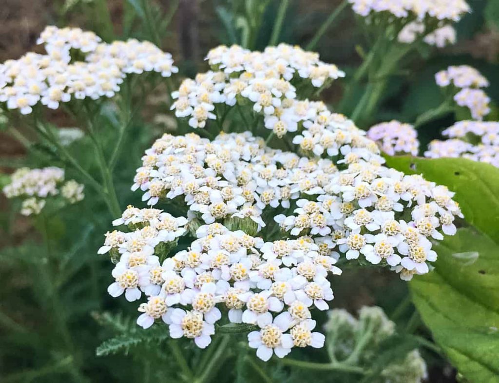 yarrow