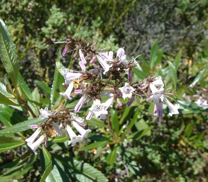 Yerba Santa Leaf