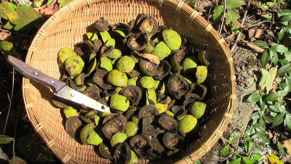 Ggreen Black Walnut Hulls
