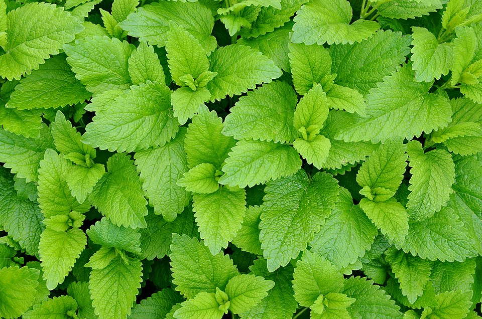Chlorophyll