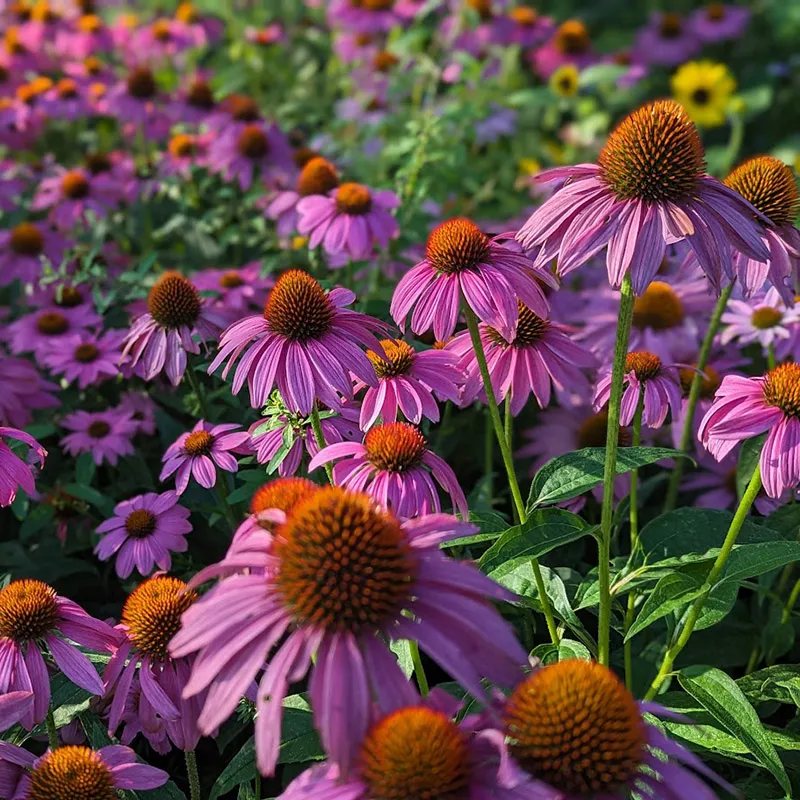 Echinacea 1
