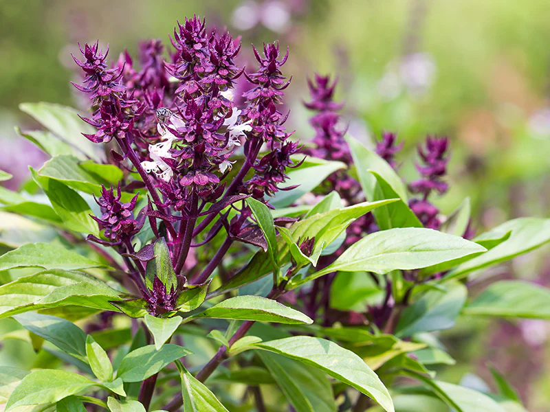 Holy Basil