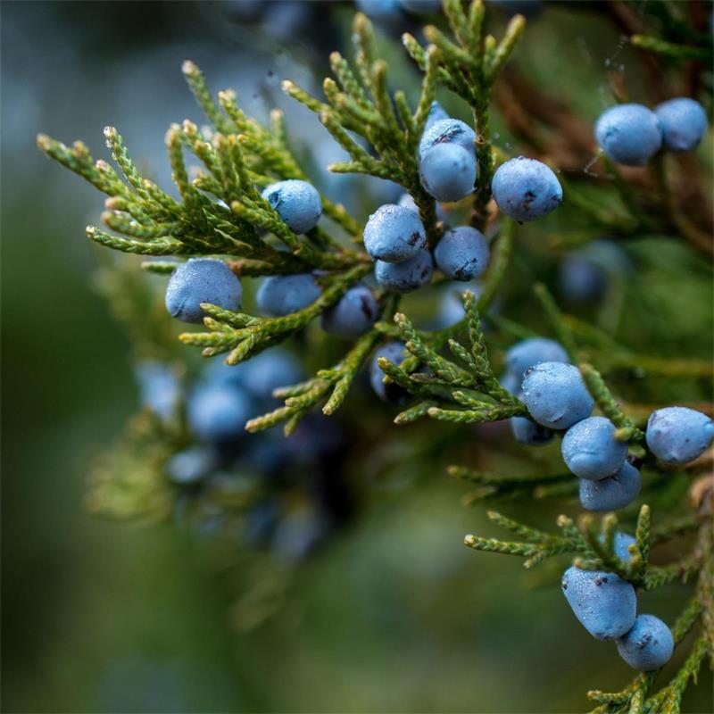 Juniper