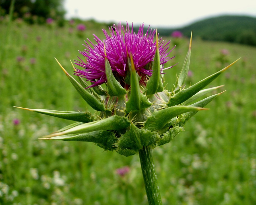 Milk Thistle