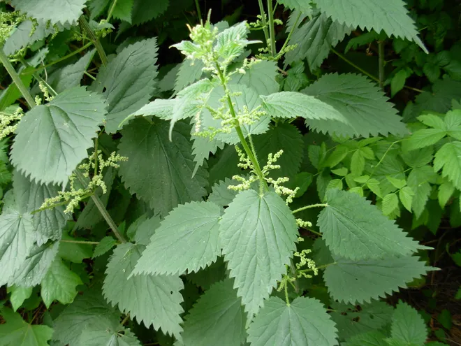 Nettle