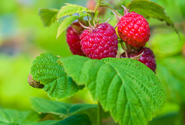 Raspberry Leaf