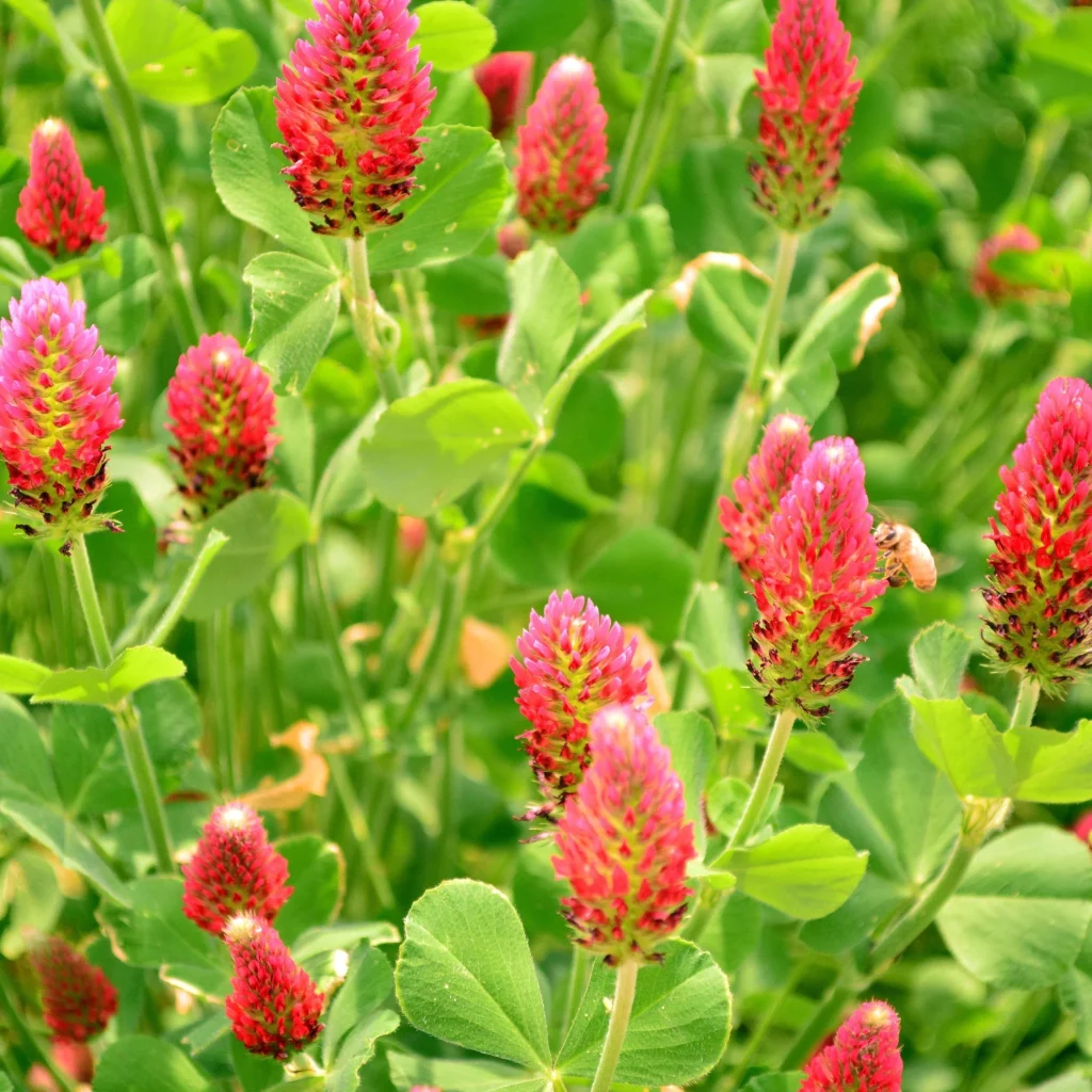Red Clover
