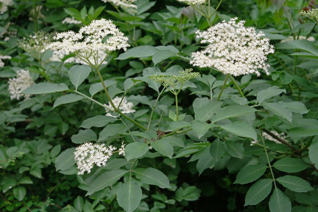 Elder