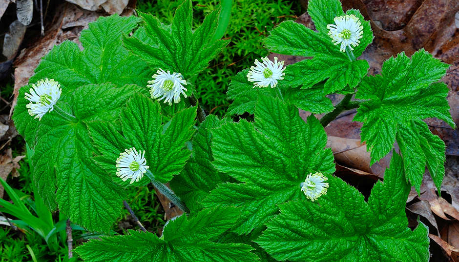 goldenseal