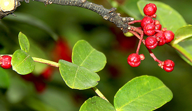 Prickly Ash