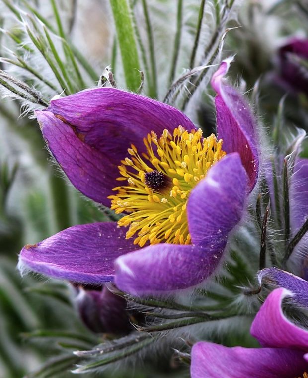 Pulsatilla Herb