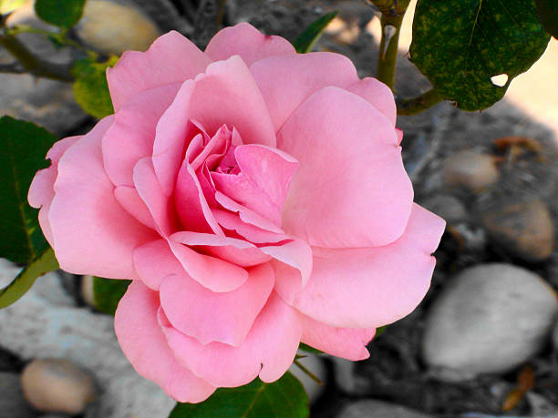 Rosa spp
