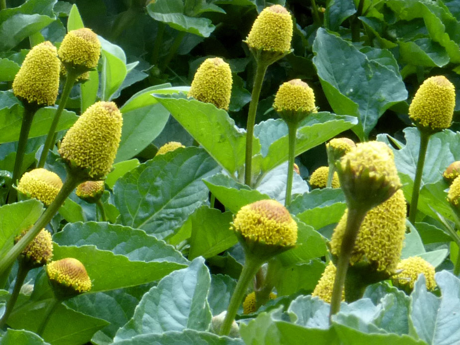 spilanthes