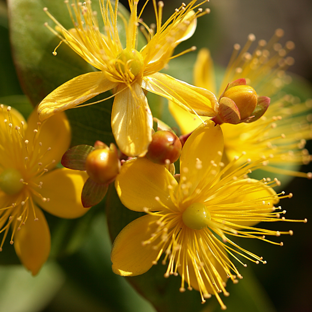 st-johns-wort