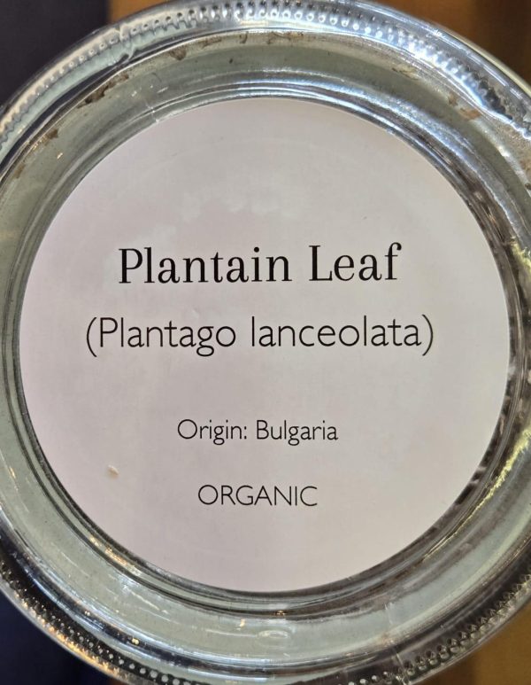 Plantain Leaf (Plantago lanceolata) - Image 2
