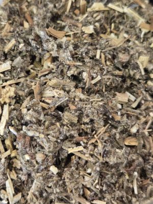 Mugwort (Artemisia Vulgaris)
