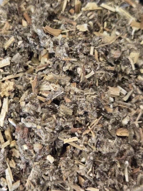 Mugwort (Artemisia Vulgaris)