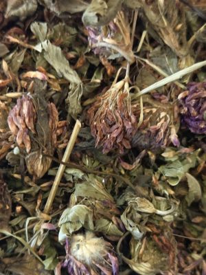 Red Clover (Trifolium Pratense)