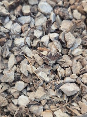 Calamus Root (Acorus Calamus)