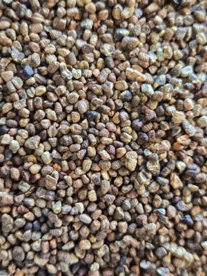 Cardamom Seed (Elettaria cardamomum)
