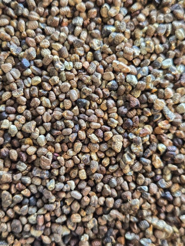 Cardamom Seed (Elettaria cardamomum)