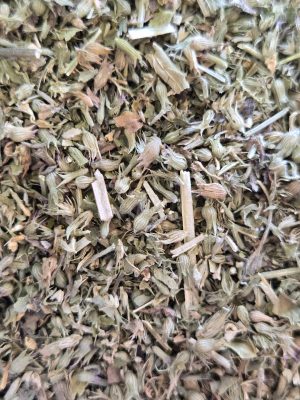 Catnip (Nepeta cataria)